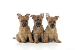 Dog. Australian Terrier puppies, 7 wks old Dog. Australian Terrier puppies, 7 wks old