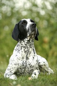 Dog - Auvergne Pointer / Braque d'Auvergne Dog - Auvergne Pointer / Braque d'Auvergne