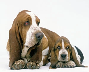 Protection Collection: Dog - Basset Hound, adult with puppy