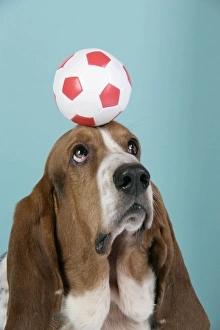 Basset hound balls cheap