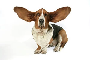 Images Dated 23rd March 2006: Dog - Basset Hound with ears up