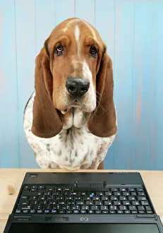 <b class=qtipBold><figcaption>DOG. Basset hound at a laptop</figcaption></b><br>JD-19901 DOG. Basset hound at a laptop John Daniels Please note that prints are for personal display purposes only and may not be reproduced in any way.<br><em>© John Daniels/ardea.com</em> DOG. Basset hound at a laptop