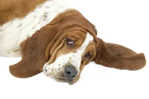 <b class=qtipBold><figcaption>Dog - Basset Hound lying down</figcaption></b><br>LA-4132 Dog - Basset Hound lying down Jean Michel Labat Please note that prints are for personal display purposes only and may not be reproduced in any way.<br><em>© J.M.Labat/ardea.com</em> Dog - Basset Hound lying down