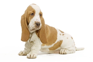 Dog - Basset Hound sitting in studio wearing dollar sign necklace Dog - Basset Hound sitting in studio wearing dollar sign necklace