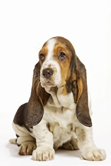 <b class=qtipBold><figcaption>Dog - Basset Hound in studio</figcaption></b><br>LA-5057 Dog - Basset Hound in studio Jean Michel Labat Please note that prints are for personal display purposes only and may not be reproduced in any way.<br><em>© J.M.Labat/ardea.com</em> Dog - Basset Hound in studio