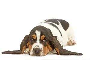 <b class=qtipBold><figcaption>Dog - Basset Hound in studio</figcaption></b><br>LA-5098 Dog - Basset Hound in studio Jean Michel Labat Please note that prints are for personal display purposes only and may not be reproduced in any way.<br><em>© J.M.Labat/ardea.com</em> Dog - Basset Hound in studio