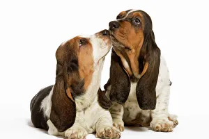 Dog - Basset Hound - two in studio kissing Dog - Basset Hound - two in studio kissing