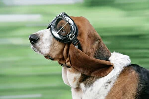 DOG. Basset hound wearing goggles