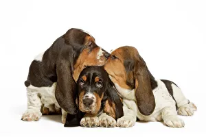 Dog - three Basset Hounds in studio Dog - three Basset Hounds in studio