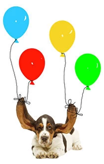 Images Dated 19th February 2010: Dog - Bassett hound puppy with ears being held up by balloons