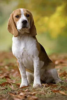 <b class=qtipBold><figcaption>Dog - Beagle</figcaption></b><br>LA-8495 Dog - Beagle Jean-Michel Labat Please note that prints are for personal display purposes only and may not be reproduced in anyway.<br><em>© J. M. Labat / ardea.com</em> Dog - Beagle