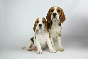 Dog - Beagle Mother and Puppy sitting down Dog - Beagle Mother and Puppy sitting down