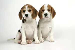 Dog - Beagle Puppies sitting down Dog - Beagle Puppies sitting down