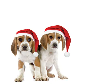 Dog - Beagle puppies wearing Christmas hats Dog - Beagle puppies wearing Christmas hats