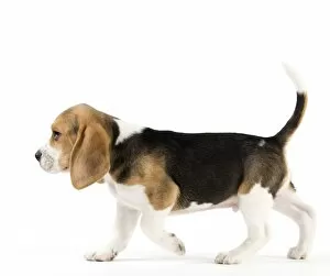 Images Dated 18th May 2012: Dog - Beagle puppy