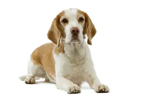 Dog - Beagle puppy lying down Dog - Beagle puppy lying down