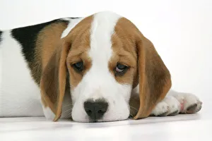 Dog - Beagle Puppy lying down Dog - Beagle Puppy lying down