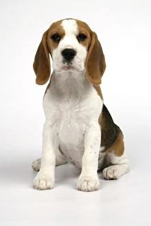 Dog - Beagle Puppy sitting down Dog - Beagle Puppy sitting down