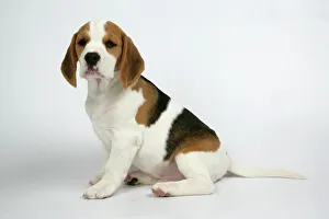 Dog - Beagle Puppy sitting down Dog - Beagle Puppy sitting down