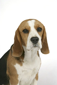 Dog - Beagle Puppy sitting down Dog - Beagle Puppy sitting down