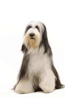 <b class=qtipBold><figcaption>Dog - Bearded Collie</figcaption></b><br><em>© J. M. Labat / ardea.com</em> Dog - Bearded Collie