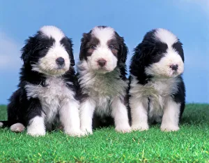 Dog - Bearded Collie - Three puppies Dog - Bearded Collie - Three puppies