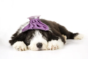 Dog. Bearded Collie puppy laying down with cold compress / ice pack on head Dog. Bearded Collie puppy laying down with cold compress / ice pack on head