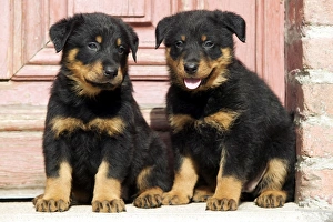 Dog - Beauceron / Bas Rouge / Berger de Beauce - two puppies Dog - Beauceron / Bas Rouge / Berger de Beauce - two puppies