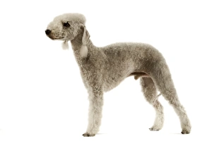 Dog - Bedlington Terrier. Also known as Rothbury Terrier studio Dog - Bedlington Terrier. Also known as Rothbury Terrier studio