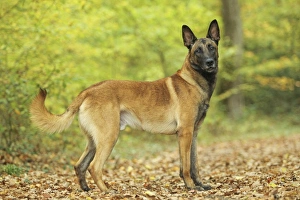 Dog - Belgian Shepherd Dog / Malinois Dog - Belgian Shepherd Dog / Malinois