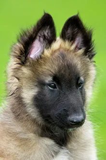 Dog - Belgium Shepherd Tervuren puppy in garden Dog - Belgium Shepherd Tervuren puppy in garden