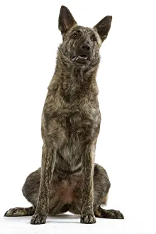Dog - Berger Hollandaise / Dutch Shepherd Dog Dog - Berger Hollandaise / Dutch Shepherd Dog