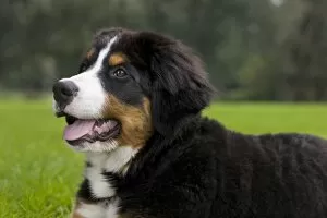 Dog - Bernese Mountain Dog - puppy
