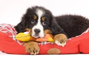 Dog - Bernese Mountain Dog puppy with dog toy on bed in studio
