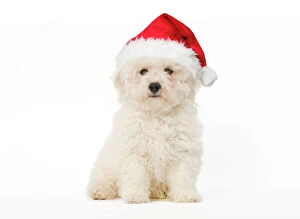 Images Dated 27th January 2009: Dog - Bichon Frise - puppy sitting in studio wearing Christmas hat Digital Manipulation: Hat (Su)