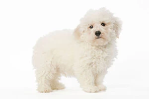 Images Dated 27th January 2009: Dog - Bichon Frise - puppy in studio