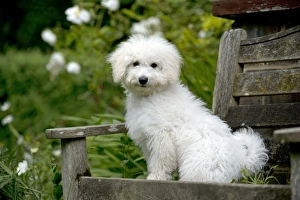 DOG - Bichon Frise X Poodle sitting on garden bench DOG - Bichon Frise X Poodle sitting on garden bench