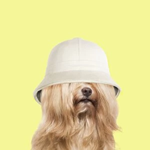 Images Dated 24th October 2010: Dog - Bichon Havanais / Havanese wearing pith hat