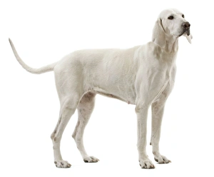 <b class=qtipBold><figcaption>Dog - Billy breed</figcaption></b><br><em>© J. M. Labat / ardea.com</em> Dog - Billy breed