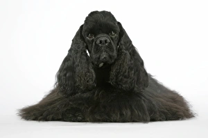 DOG. Black American cocker spaniel DOG. Black American cocker spaniel
