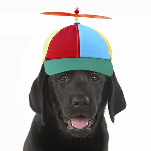 Helicopter hat for best sale dogs