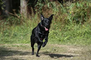 DOG. Black Labarador running towards camera DOG. Black Labarador running towards camera