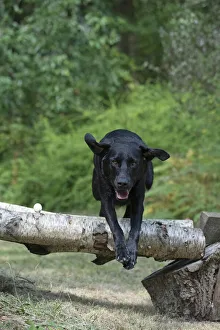 DOG. Black Labarador running , jumping over log DOG. Black Labarador running , jumping over log