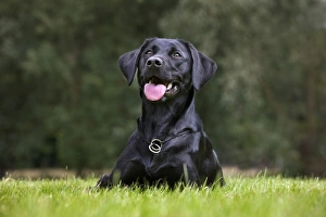 Dog - Black Labrador - in garden