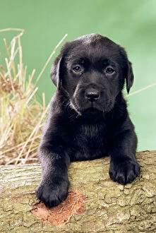 DOG - black Labrador puppy with paws on log