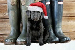 DOG - Black Labrador puppy wearing red Christmas Santa hat with wellington boots in the snow Date: 16-05-2007 DOG - Black Labrador puppy wearing red Christmas Santa hat with wellington boots in the snow Date: 16-05-2007