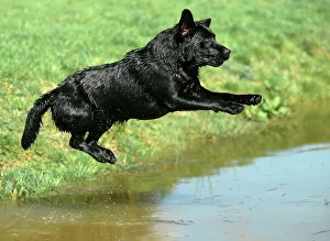 Dog - Black Labrador Retriever jumping into water Dog - Black Labrador Retriever jumping into water