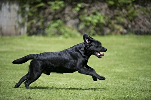 DOG - Black labrador running in garden DOG - Black labrador running in garden