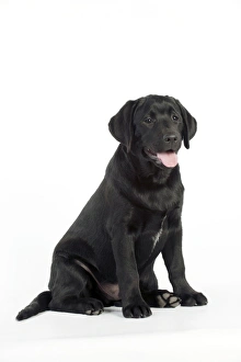 <b class=qtipBold><figcaption>DOG - Black labrador sitting</figcaption></b><br>JD-22990 DOG - Black labrador sitting John Daniels <br><em>© ¬ John Daniels / ardea.com</em> DOG - Black labrador sitting