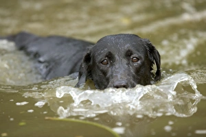 Dog - Black Labrador - swimming Dog - Black Labrador - swimming